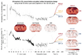 Thumbnail for version as of 16:15, 12 May 2026