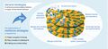 Thumbnail for version as of 16:15, 12 May 2026